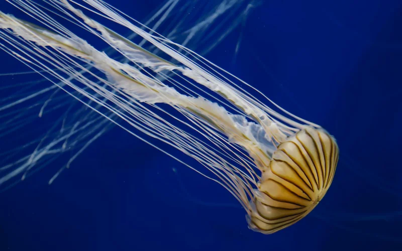 Atlanta Georgia Aquarium