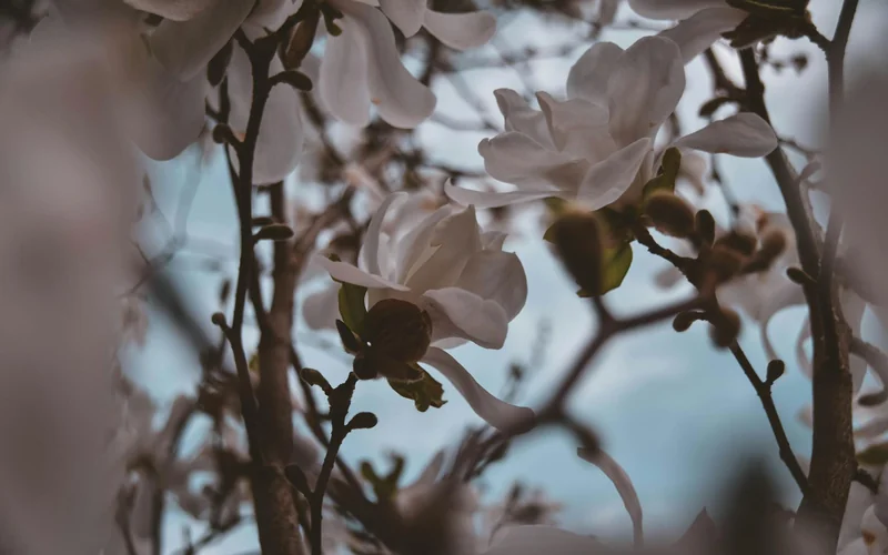 Magnolia Plantation gardens