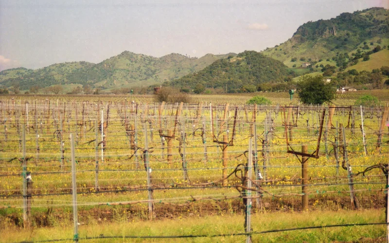 Sonoma vineyard rolling hills