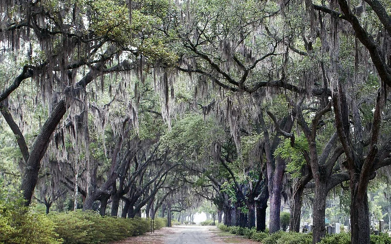 Savannah historic district