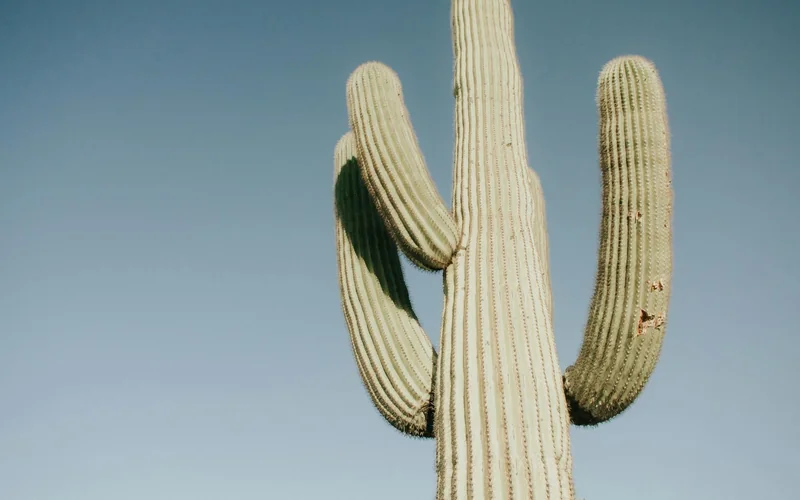 Desert Botanical Garden cactus